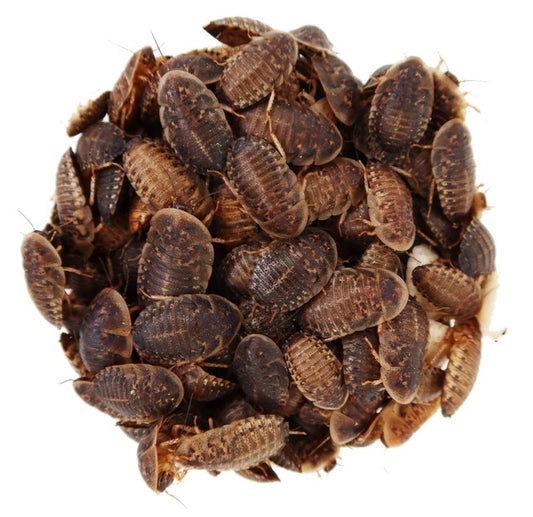 Dubia Roaches